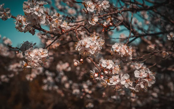 美しい桜の果樹園 春の花の新鮮さと美しさ ヴィンテージスタイルの花の背景 — ストック写真