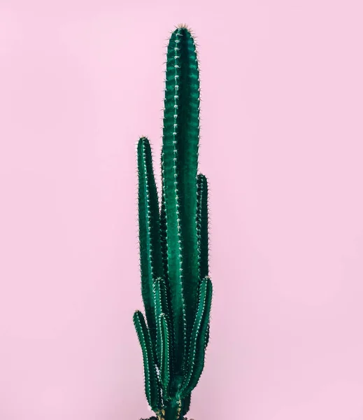 Detailní Fotografie Čerstvě Zeleného Kaktusu Izolovaného Pastelově Růžovém Pozadí Krásná — Stock fotografie