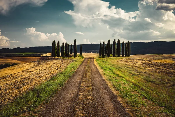 Bela Vista Campo Italiano Estrada Terra Atravessa Campos Trigo Longo — Fotografia de Stock