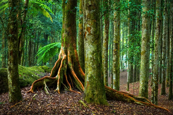 Beau Paysage Arbres Énormes Étonnants Fraîcheur Verdure Dans Forêt Nature — Photo