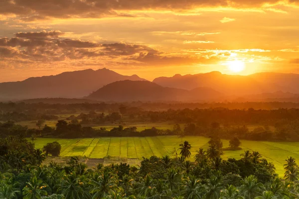 Vackert Landskap Färska Gröna Teplantager Och Risfält Mild Orange Solnedgång — Stockfoto