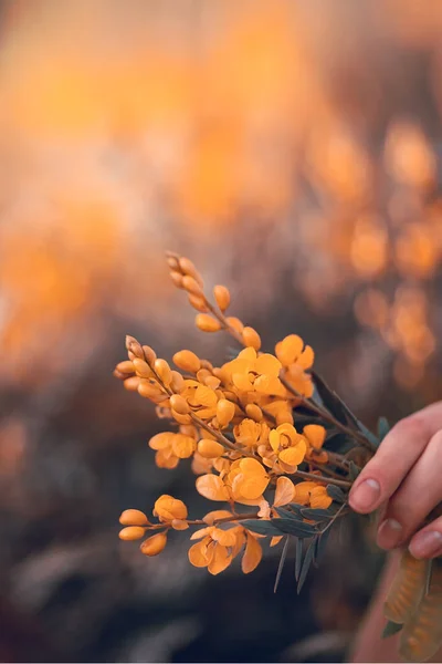 Foto Primo Piano Una Mano Che Tiene Bel Mazzolino Teneri — Foto Stock