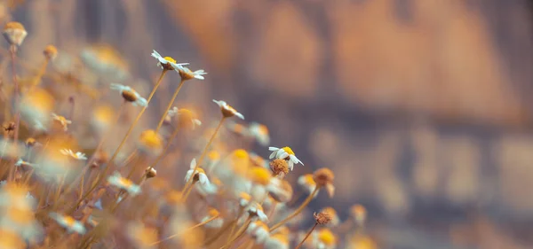 ぼやけた背景の上に小さな穏やかなデイジーの花 抽象的な花の境界線 代替医療としての野の花 ハーブ治療の概念 パノラマ画像 — ストック写真