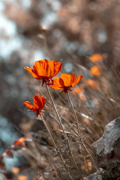田里长着罂粟花 未经栽培的柔和红花 乡村野性 美丽的花香的缩影 — 图库照片