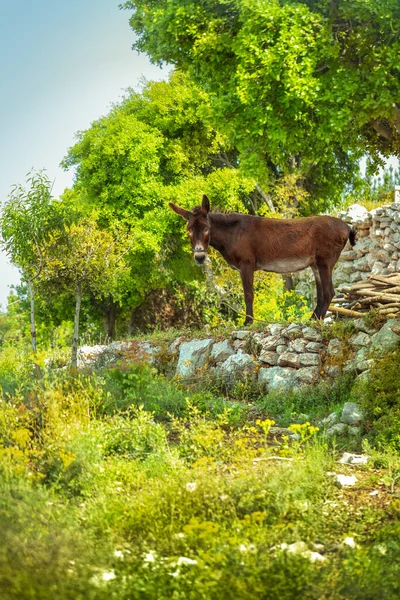 Vackra Åsna Står Bland Färsk Grön Natur Gräs Matas Beta — Stockfoto