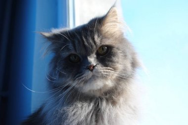 Penceresine bakarak Farsça kedi yavrusu, 6 aylık