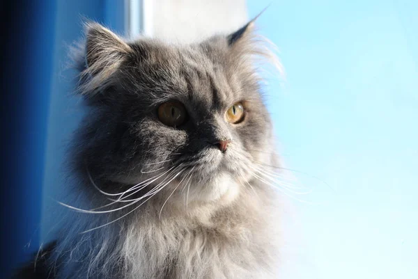 Perzisch-kitten, 6 maanden oud, kijken naar het venster — Stockfoto