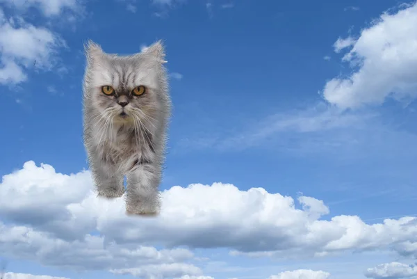 Персидський кіт, ходьба на хмари — стокове фото