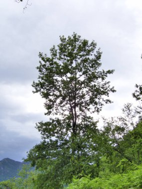 PaESAGGIO MontANOCAMPANIA.SUD İTALYA