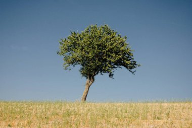 PaESAGGIO MontANOCAMPANIA.SUD İTALYA