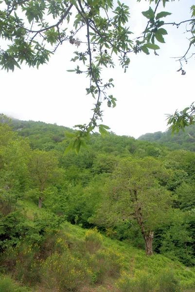 PAESAGGIO MONTANO.CAMPANIA.SUD ITALIEN — Stockfoto