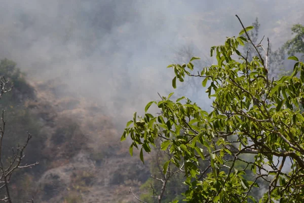Yaz yangın, Güney İtalya