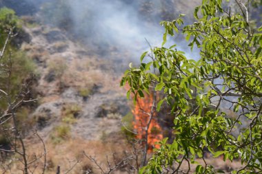 Yaz yangın, Güney İtalya.