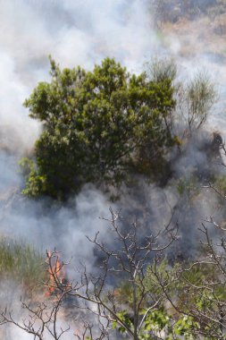 Yaz yangın, Güney İtalya.