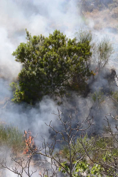 Yaz yangın, Güney İtalya.