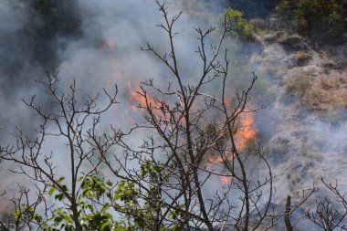 Yaz yangın, Güney İtalya.