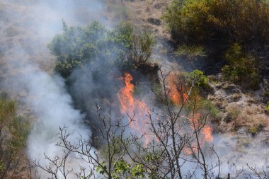 Yaz yangın, Güney İtalya.