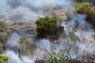Yaz yangın, Güney İtalya.