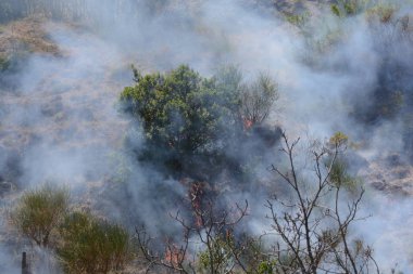 Yaz yangın, Güney İtalya.