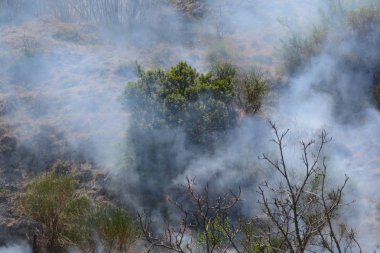 Yaz yangın, Güney İtalya.