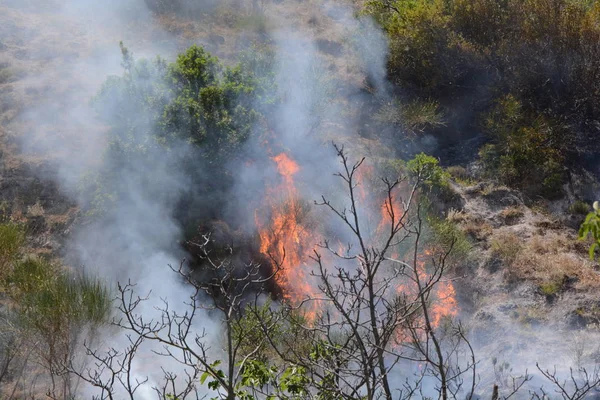 Yaz yangın, Güney İtalya.
