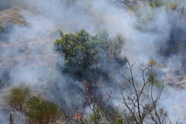 Yaz yangın, Güney İtalya.