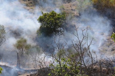Yaz yangın, Güney İtalya.