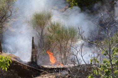 Yaz yangın, Güney İtalya.