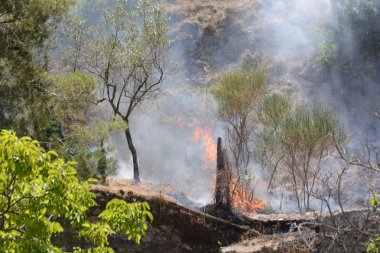 Yaz yangın, Güney İtalya.