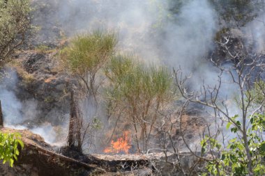 Yaz yangın, Güney İtalya.