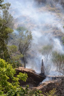 Yaz yangın, Güney İtalya