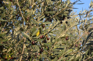 OLIVE,CAMPANIA,SUD ITALIA.