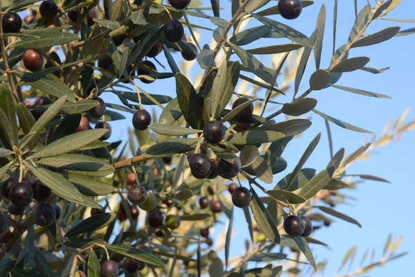 OLIVE,CAMPANIA,SUD ITALIA. — Stock fotografie