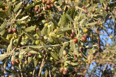 OLIVE,CAMPANIA,SUD ITALIA.