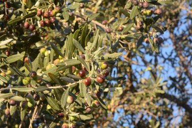 OLIVE,CAMPANIA,SUD ITALIA.