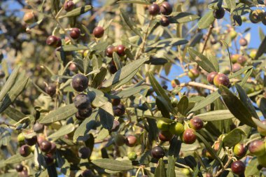 OLIVE,CAMPANIA,SUD ITALIA.