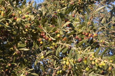 OLIVE,CAMPANIA,SUD ITALIA.