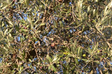Olive SUI RAMI, CAMPANIA, SUD İTALYA.