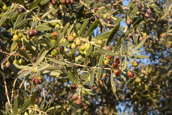 Oliven, Kampanien, Süditalien. — Stockfoto