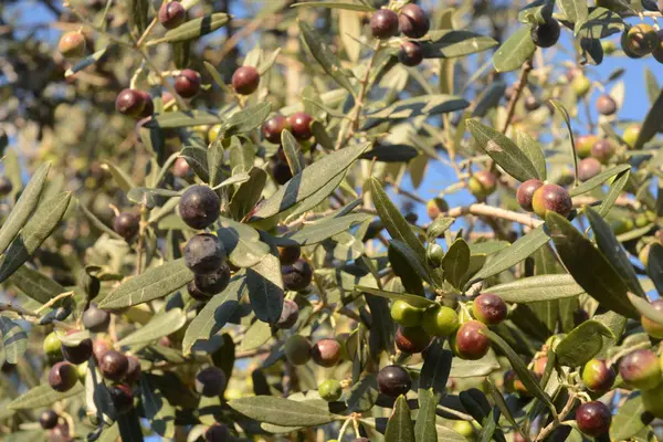 Oliven, Kampanien, Süditalien. — Stockfoto
