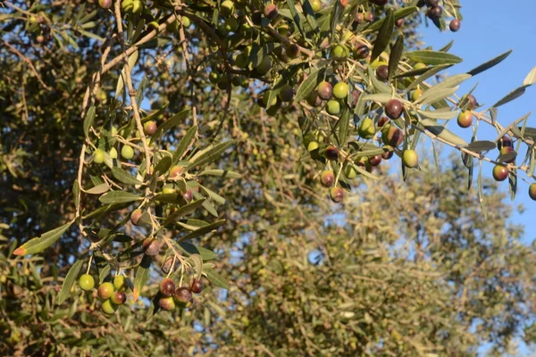 OLIVE,CAMPANIA,SUD ITALIA. — Stock fotografie