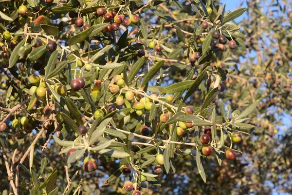 OLIVE, CAMPANIA, SUD ITÁLIA . — Fotografia de Stock