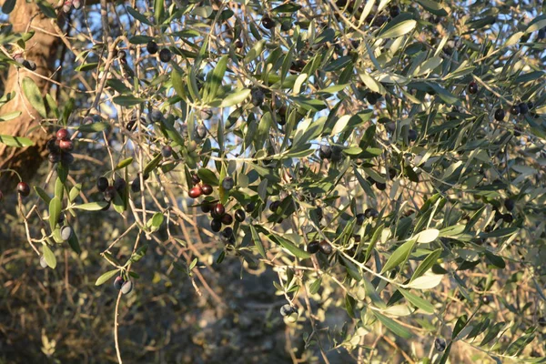 OLIVE SUI RAMI, CAMPANIA, SUD ITALIA. — Stockfoto