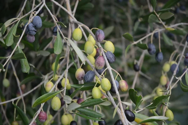 OLIVE SUI RAMI, CAMPANIA, SUD ITALIA. —  Fotos de Stock