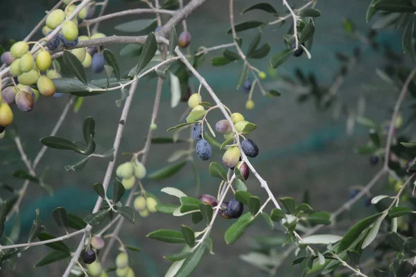 Olive sui rami, kampanien, sud italien. — Stockfoto