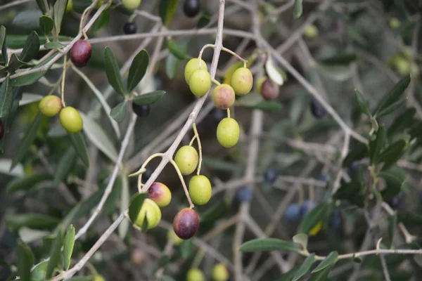 Olive sui rami, kampanien, sud italien. — Stockfoto