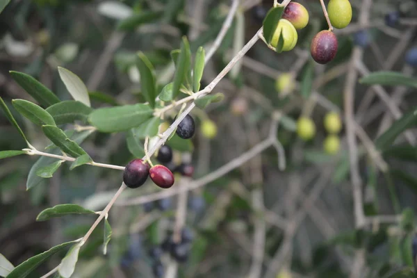 OLIVE SUI RAMI, CAMPANIA, SUD ITALIA. —  Fotos de Stock