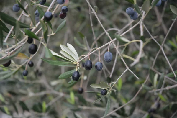 Olive sui rami, kampanien, sud italien. — Stockfoto