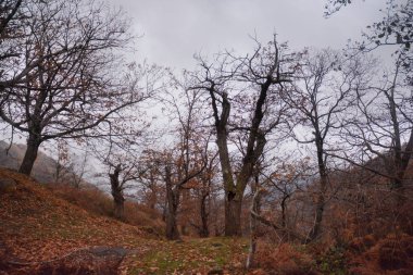 PaESAGGIO MONTANO INVERNALE, CAMPANIA, SUD İTALYA.