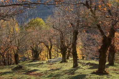 PaESAGGIO MONTANO INVERNALE, CAMPANIA, SUD İTALYA.
